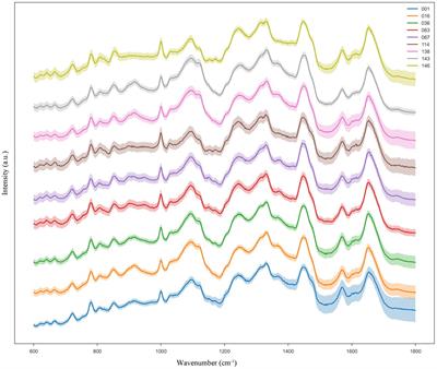 Rapid identification of lactic acid bacteria at species/subspecies level via ensemble learning of Ramanomes
